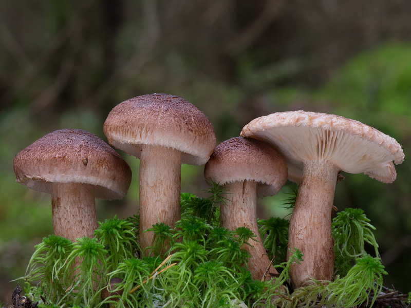 Tricholoma vaccinum